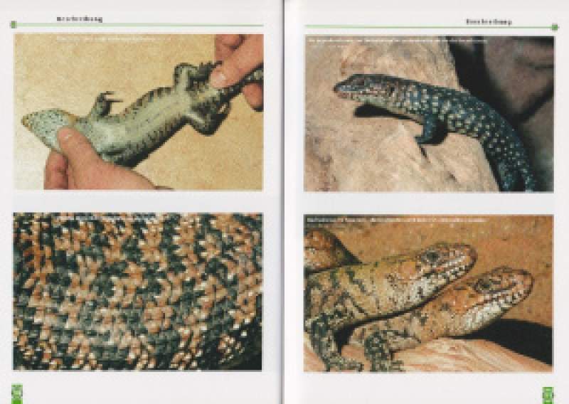 Preview: Cunninghams Stachelskink